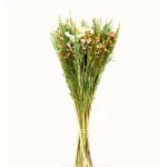 Dried Wild Flowers