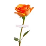 Orange Rose