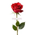 Red Rose