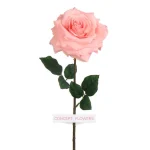 Pink Rose