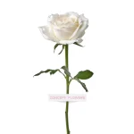 White Rose