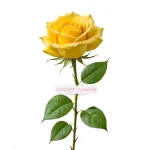 Yellow Rose